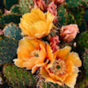 Meet your Posher, Jacqueline